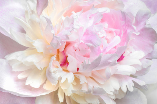 Close up of pale pink peony flower. Macro photo with shallow depth of field and soft focus. Natural background.