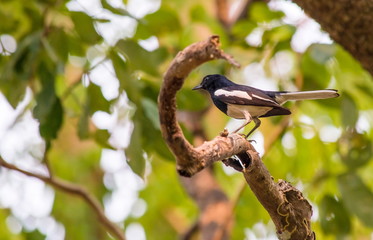 Oriental Magpie Robin