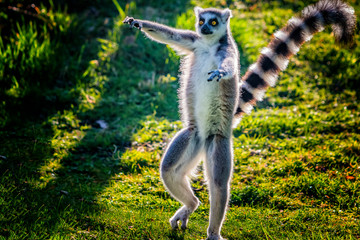 Ring-tailed lemur is dancing on green grass. He plays and performs. Like all lemurs it is endemic to the island of Madagascar. - Powered by Adobe