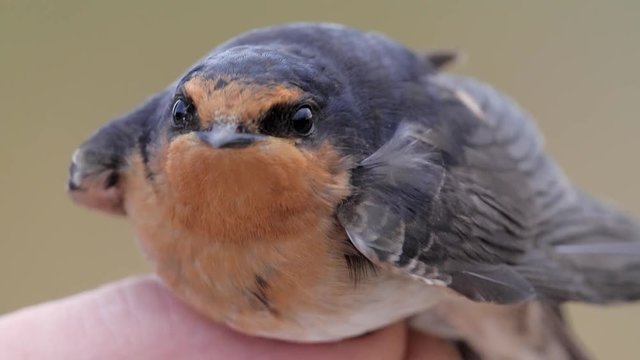 extreme close up of Welcome swallow in the hand of a bird bander after capture for research