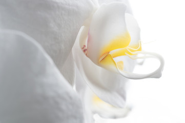 Beautiful White Orchid Flower around white background. extrime macro shot