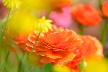春の花　ラナンキュラス