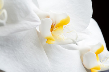 Naklejka na ściany i meble Beautiful White Orchid Flower around black background. extrime macro shot