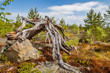 Dried tree The roots of pine. Fallen tree Northern nature. Karelia. The nature of Russia. Karelia in the summer.