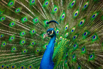 Fototapeta premium Peacock