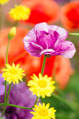 春の花　ラナンキュラス