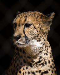 Cheetah