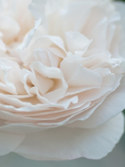 romantic macro shot of beautiful white  rose flower. floral blur background