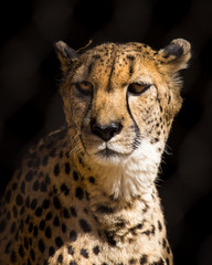Cheetah