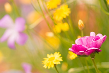 春の花　ラナンキュラス