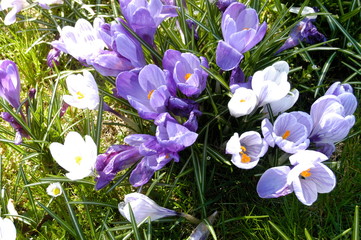 wild crocuses