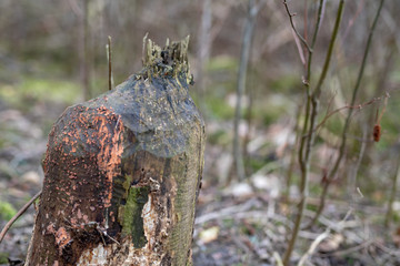 An old trunk and a tree trunk cut by a beaver. Trees and vegetation on the banks of the lake.