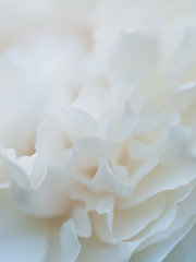 romantic macro shot of beautiful white  rose flower. floral blur background