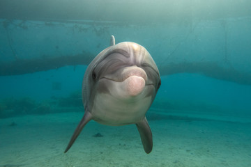 Dolphin swimming with divers in the Red Sea, Eilat Israel