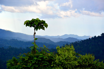 Obraz premium Scenic view of primary rain forest in lowland Danum Valley, Sabah Borneo, Malaysia. One of the few primary rainforest around the globe.