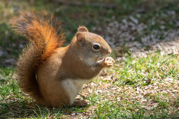 Naklejka na ściany i meble Adorable red squirrel (Tamiasciurus hudsonicus) eating sunflower seeds.