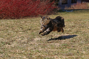 Eine Norwegische Waldkatze rennt mit großen Sprüngen über die Frühlingswiese