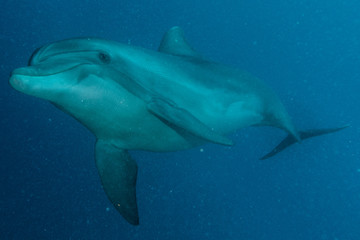 Dolphin swimming with divers in the Red Sea, Eilat Israel