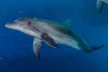 Obraz premium Dolphin swimming with divers in the Red Sea, Eilat Israel