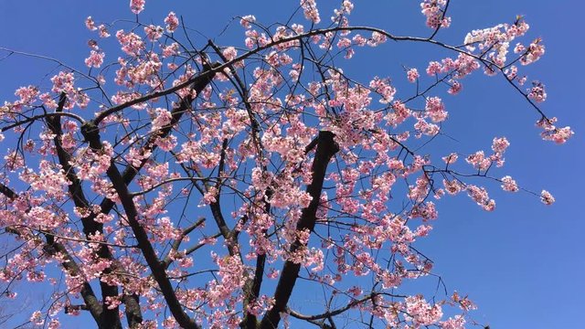Sakura (Cherry Blossom)  blooming with blue sky in spring around Ueno Park in Tokyo , Japan
