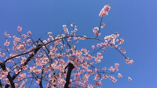 Sakura (Cherry Blossom)  blooming with blue sky in spring around Ueno Park in Tokyo , Japan