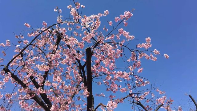 Sakura (Cherry Blossom)  blooming with blue sky in spring around Ueno Park in Tokyo , Japan