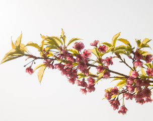 Branch of Peach Tree