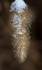 A Weed With Melting Snow and Ice