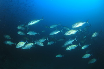 Underwater coral reef and fish in ocean 