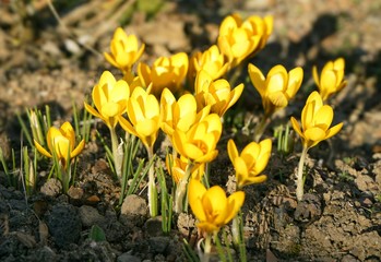 Frühlingserwachen mit Krokussen