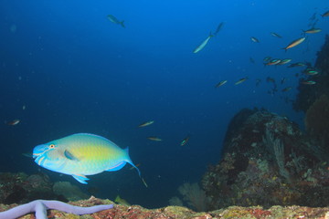 Naklejka na ściany i meble Underwater coral reef and fish in ocean 