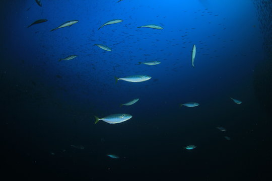 Mackerel fish hunting sardines shoal 