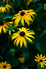 Obraz premium Yellow Flower