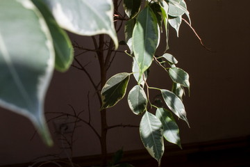 Green leaves on the houseplant Ficus