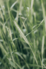 Green spikelets of wheat on a background of other spikelets. Blurred image and author processing, abstract background.
