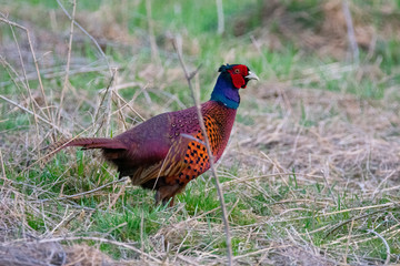 Pheasant in quest for food in the evening