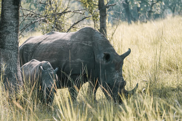 Family Rhino in Uganda