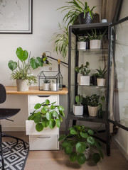 Modern industrial black and white study room with numerous green houseplants such as pancake plants and cacti.