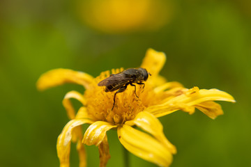 bee on a flower