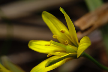 Macro World of Mother Nature - Spring