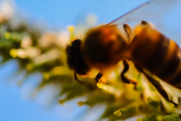 Macro World of Mother Nature - A Bee carrying pollen in its pollen baskets, spring time.