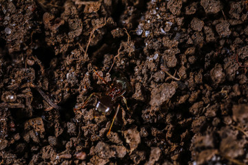 Nature in Macro - Ant Insect in macro view, ant head, alitrunk, petiole  and gaster.