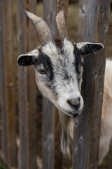 Vertical closeup of pretty black and white bearded goat poking its head through a natural wood fence