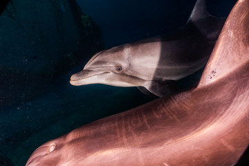 Dolphin swimming with divers in the Red Sea, Eilat Israel