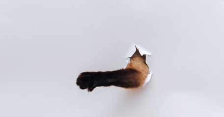 Paw of an animal on a white background with a hole. Playful and spoiled cat. The threat and...