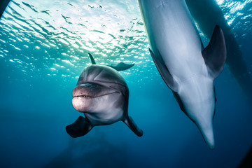 Dolphin swimming with divers in the Red Sea, Eilat Israel