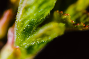 Macro World of Mother Nature - Spring