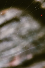 Macro World of Mother Nature - Cobweb Spider Macro view.