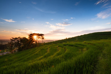 Fototapeta premium Green Terrace Rice field in Indonesia