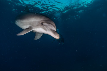 Fototapeta premium Dolphin swimming with divers in the Red Sea, Eilat Israel